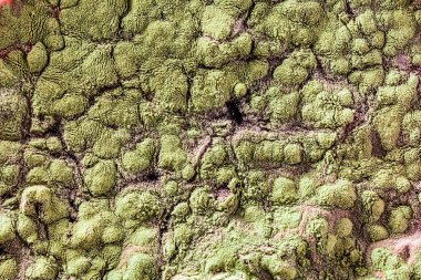 Gıda meyve büyütme kalıp. Makro, kalıp yeşil tonları ile doğal kalıp arka plan