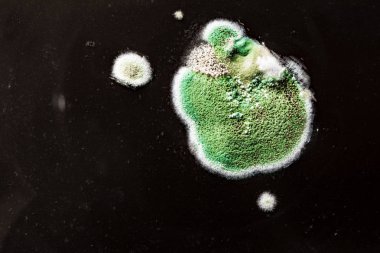 Gıda meyve büyütme kalıp. Makro, siyah zemin üzerine yeşil küf tonları ile doğal kalıp arka plan