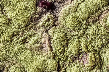 Gıda meyve büyütme kalıp. Makro, kalıp yeşil tonları ile doğal kalıp arka plan