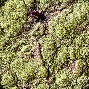 Gıda meyve büyütme kalıp. Makro, kalıp yeşil tonları ile doğal kalıp arka plan