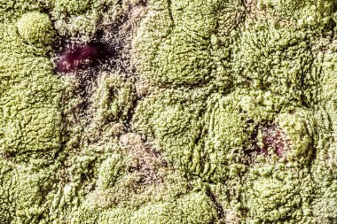 Gıda meyve büyütme kalıp. Makro, kalıp yeşil tonları ile doğal kalıp arka plan