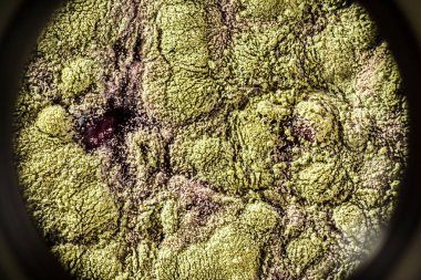 Gıda meyve büyütme kalıp. Makro, kalıp yeşil tonları ile doğal kalıp arka plan