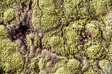 Gıda meyve büyütme kalıp. Makro, kalıp yeşil tonları ile doğal kalıp arka plan