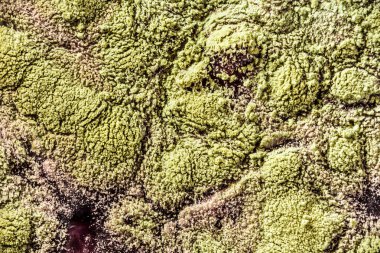 Gıda meyve büyütme kalıp. Makro, kalıp yeşil tonları ile doğal kalıp arka plan