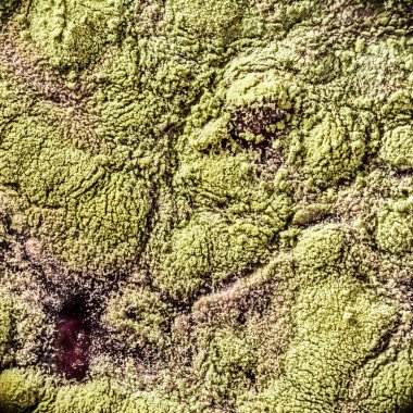 Gıda meyve büyütme kalıp. Makro, kalıp yeşil tonları ile doğal kalıp arka plan