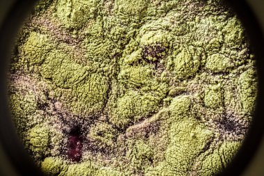 Gıda meyve büyütme kalıp. Makro, kalıp yeşil tonları ile doğal kalıp arka plan