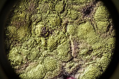 Gıda meyve büyütme kalıp. Makro, kalıp yeşil tonları ile doğal kalıp arka plan