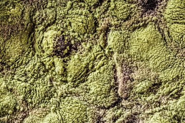 Gıda meyve büyütme kalıp. Makro, kalıp yeşil tonları ile doğal kalıp arka plan