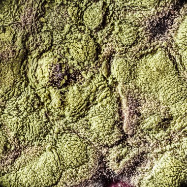 Gıda meyve büyütme kalıp. Makro, kalıp yeşil tonları ile doğal kalıp arka plan