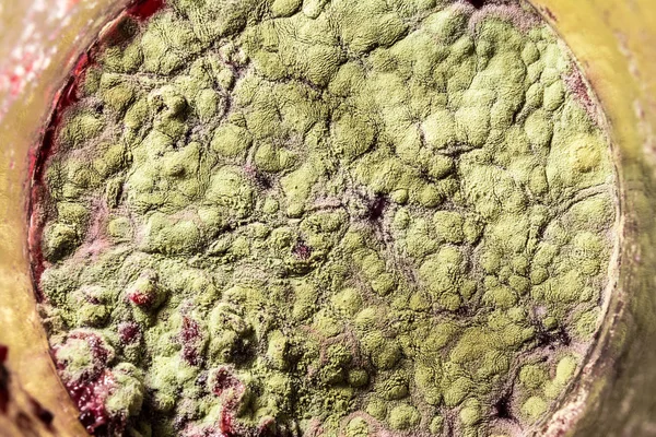 Gıda meyve büyütme kalıp. Makro, kalıp yeşil tonları ile doğal kalıp arka plan