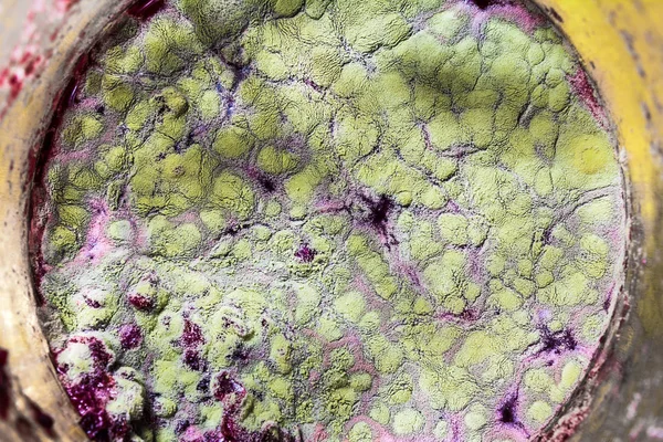 Gıda meyve büyütme kalıp. Makro, kalıp yeşil tonları ile doğal kalıp arka plan