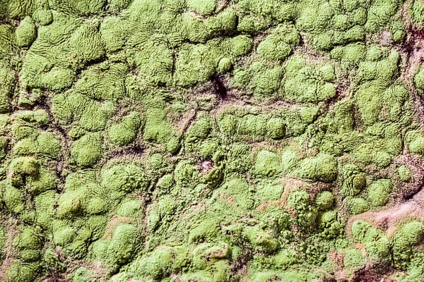 Gıda meyve büyütme kalıp. Makro, kalıp yeşil tonları ile doğal kalıp arka plan