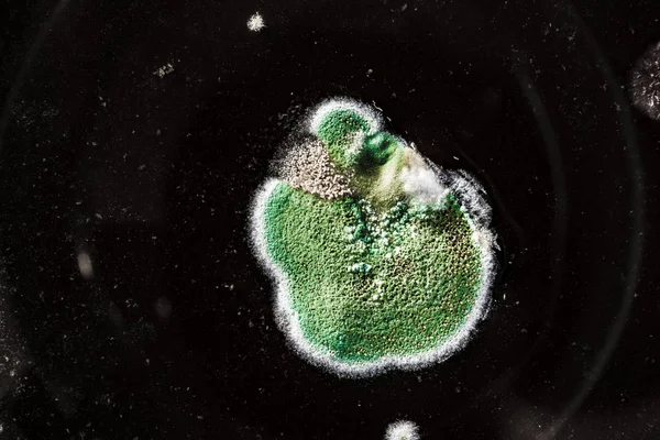 Gıda meyve büyütme kalıp. Makro, siyah zemin üzerine yeşil küf tonları ile doğal kalıp arka plan