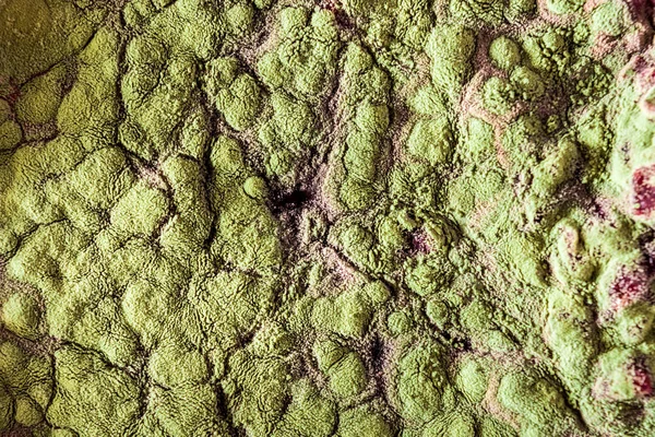 Gıda meyve büyütme kalıp. Makro, kalıp yeşil tonları ile doğal kalıp arka plan