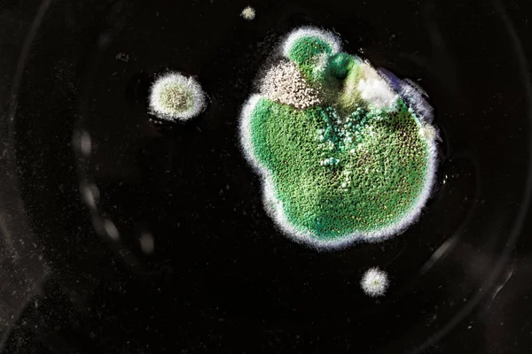 Gıda meyve büyütme kalıp. Makro, siyah zemin üzerine yeşil küf tonları ile doğal kalıp arka plan