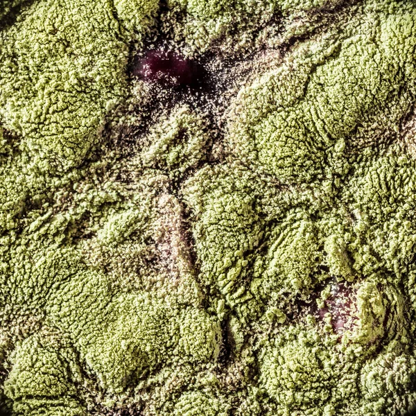 Gıda meyve büyütme kalıp. Makro, kalıp yeşil tonları ile doğal kalıp arka plan