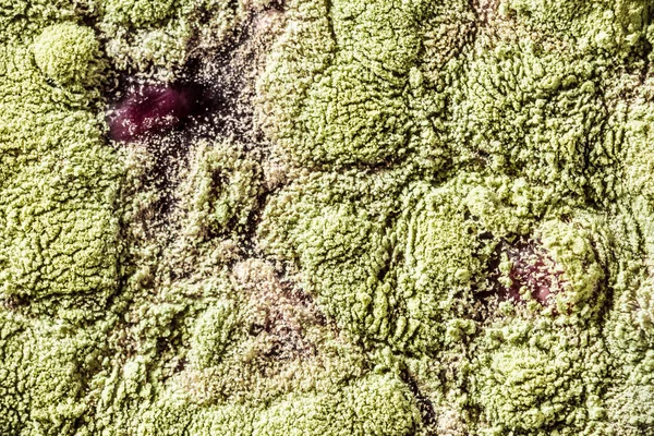 Gıda meyve büyütme kalıp. Makro, kalıp yeşil tonları ile doğal kalıp arka plan