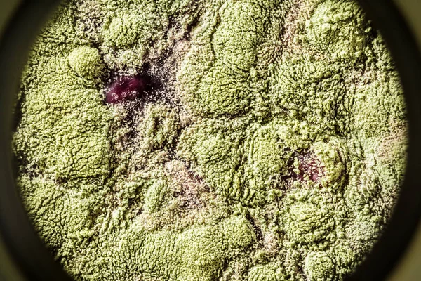 Gıda meyve büyütme kalıp. Makro, kalıp yeşil tonları ile doğal kalıp arka plan