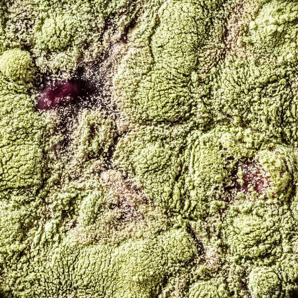 Gıda meyve büyütme kalıp. Makro, kalıp yeşil tonları ile doğal kalıp arka plan