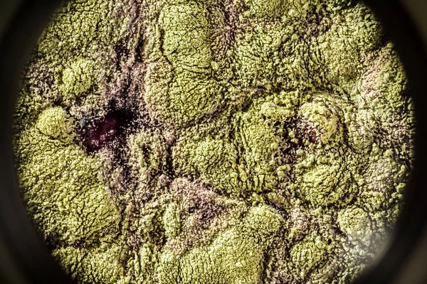 Gıda meyve büyütme kalıp. Makro, kalıp yeşil tonları ile doğal kalıp arka plan