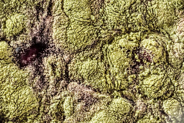 Gıda meyve büyütme kalıp. Makro, kalıp yeşil tonları ile doğal kalıp arka plan