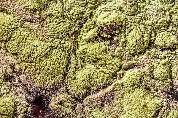 Gıda meyve büyütme kalıp. Makro, kalıp yeşil tonları ile doğal kalıp arka plan