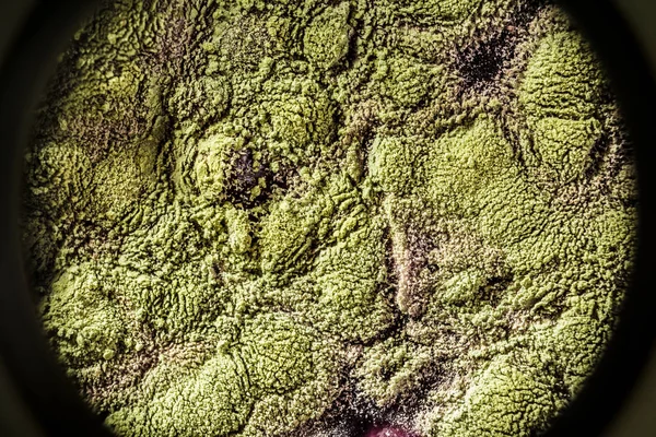 Gıda meyve büyütme kalıp. Makro, kalıp yeşil tonları ile doğal kalıp arka plan