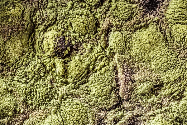 Gıda meyve büyütme kalıp. Makro, kalıp yeşil tonları ile doğal kalıp arka plan