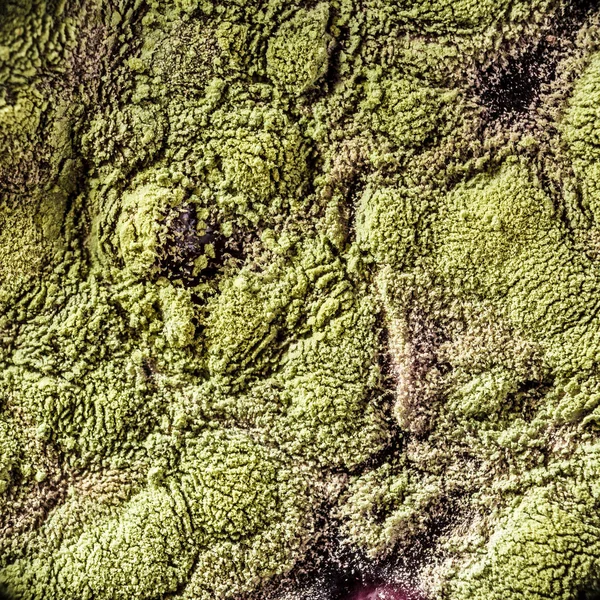 Gıda meyve büyütme kalıp. Makro, kalıp yeşil tonları ile doğal kalıp arka plan