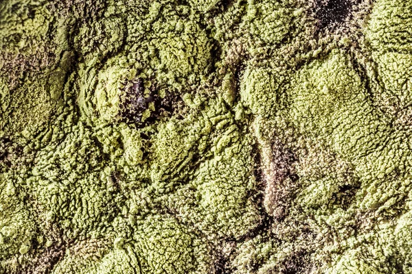 Gıda meyve büyütme kalıp. Makro, kalıp yeşil tonları ile doğal kalıp arka plan