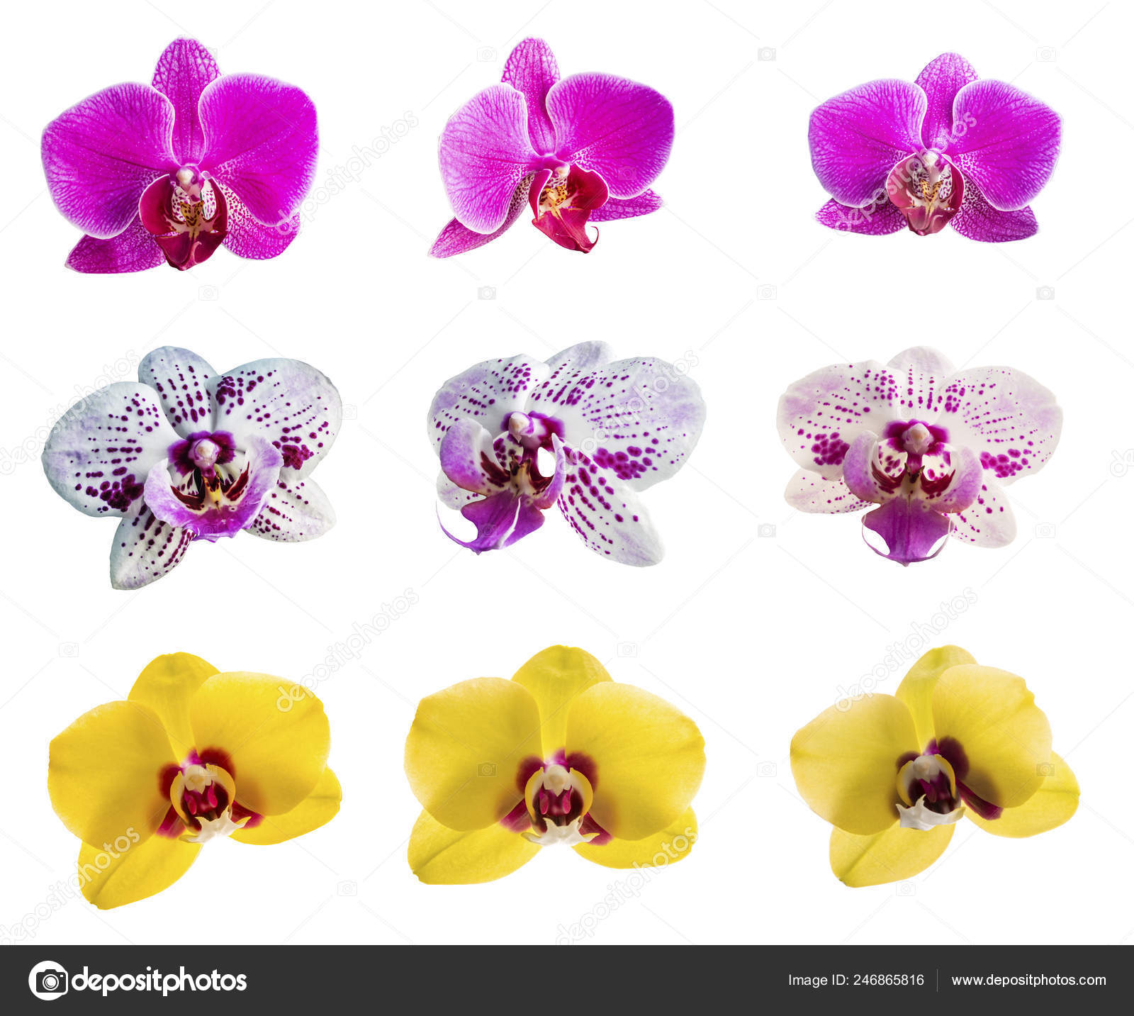 Set Yellow Pink Phalaenopsis Moth Dendrobium Orchid Flower Isolated White Stock Photo Image By C Nnorozoff