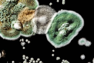 siyah beyaz arka plan, Mikrobiyoloji makro arka plan gıda, yeşil mantar mantar küf gelişimi