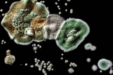 siyah beyaz arka plan, Mikrobiyoloji makro arka plan gıda, yeşil mantar mantar küf gelişimi