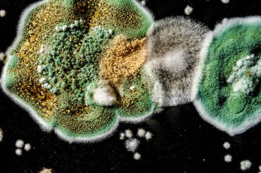 siyah beyaz arka plan, Mikrobiyoloji makro arka plan gıda, yeşil mantar mantar küf gelişimi