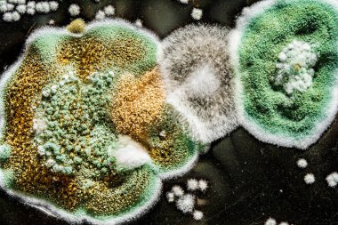 development of fungal mold in food, green mold on black white background, microbiology macro abstract background clipart