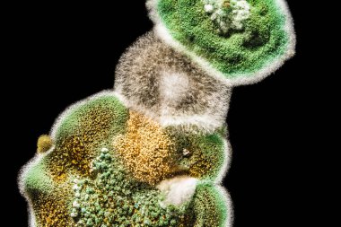 siyah beyaz arka plan, Mikrobiyoloji makro arka plan gıda, yeşil mantar mantar küf gelişimi