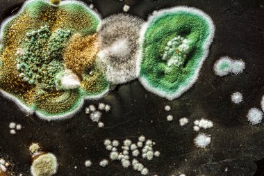 siyah beyaz arka plan, Mikrobiyoloji makro arka plan gıda, yeşil mantar mantar küf gelişimi