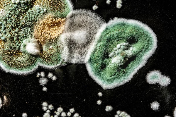 Entwicklung von Schimmelpilzen in Lebensmitteln, grüner Schimmel auf schwarz-weißem Hintergrund, Mikrobiologie Makro-abstrakter Hintergrund — Stockfoto