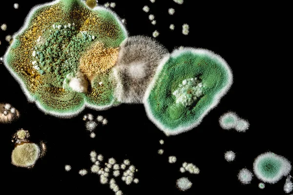 Rozvoj houbových plísní v potravin, zelená plíseň na černém pozadí bílé, mikrobiologie makro abstraktní pozadí — Stock fotografie
