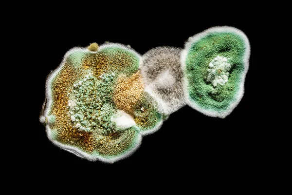 Utveckling av svampinfektioner mögel i mat, grön mögel på svart vit bakgrund, mikrobiologi makro abstrakt bakgrund — Stockfoto