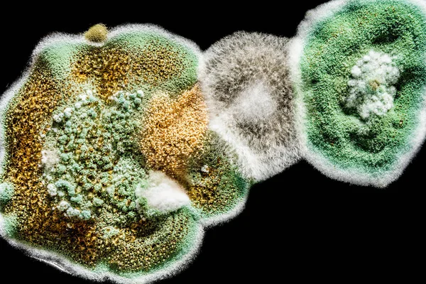 Ontwikkeling van schimmel schimmel in voeding, groene schimmel op zwart witte achtergrond, microbiologie macro abstracte achtergrond — Stockfoto