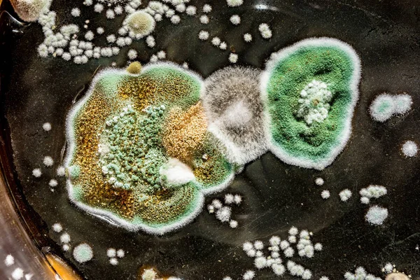 Gombás humusz az élelmiszer-, a zöld penész fekete fehér háttér, mikrobiológia makró absztrakt háttér fejlesztése — Stock Fotó