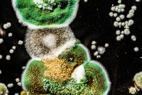 развитие грибковой плесени в пище, зеленая плесень на черно-белом фоне, микробиология макроабстрактный фон
