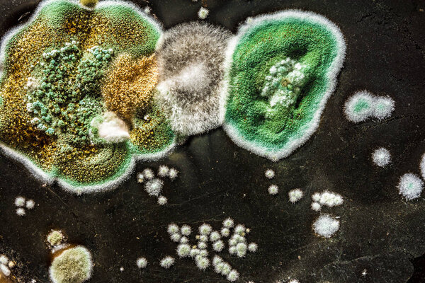 развитие грибковой плесени в пище, зеленая плесень на черно-белом фоне, микробиология макроабстрактный фон
