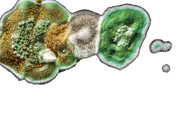 Utveckling av svampinfektioner mögel i mat, grön mögel på vit bakgrund, mikrobiologi makro abstrakt bakgrund — Stockfoto