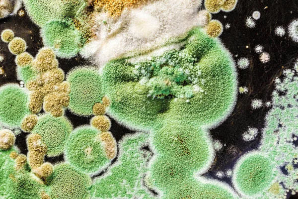 Yeşil küf ve siyah arka plan, microbiolog mantar doku — Stok fotoğraf