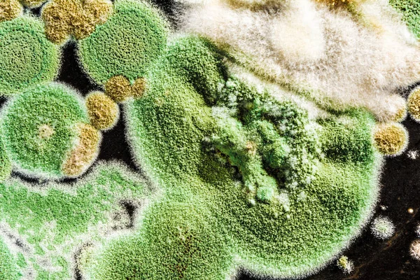Textuur van groene schimmel en schimmels op zwarte achtergrond, microbiolog — Stockfoto