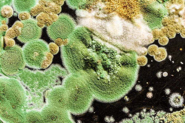 Textura zelených plísní a hub na černém pozadí, microbiolog — Stock fotografie