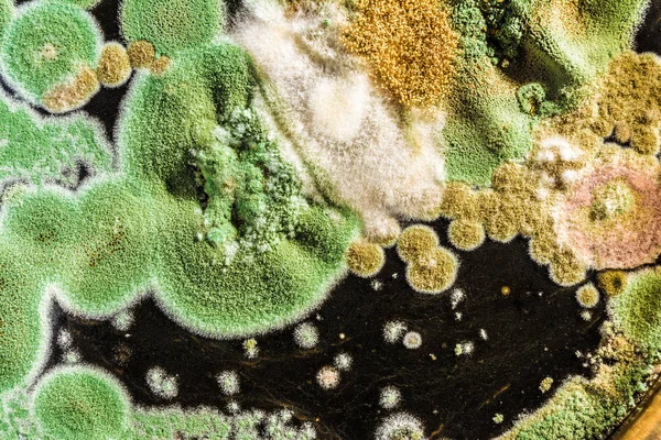 Textura de mofo verde e fungos em fundo preto, microbiolog — Fotografia de Stock