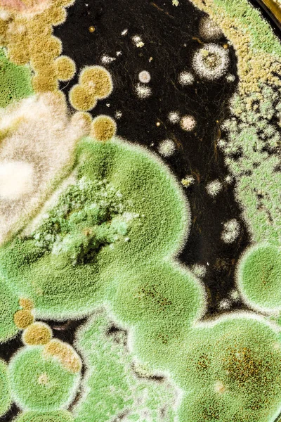 Textura zelených plísní a hub na černém pozadí, microbiolog — Stock fotografie